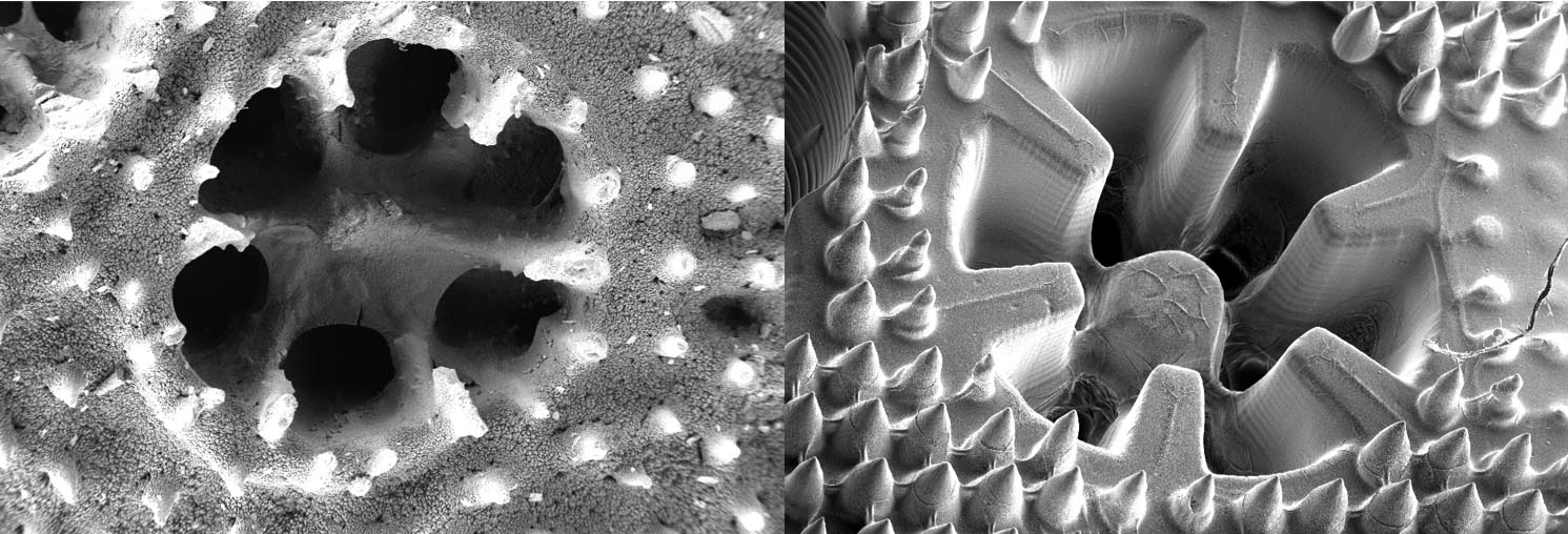 The skeleton structure of the coral Stylophora pistillata (left) is reflected in the 3D printed material (right). Image credit - Dr Wangpraseurt