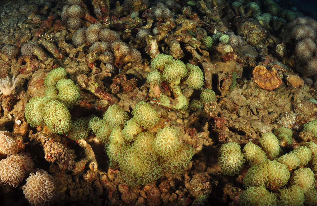 在压力时期，中珊瑚礁可以为浅水珊瑚提供自然的庇护所。 图片来源-Gal Eyal