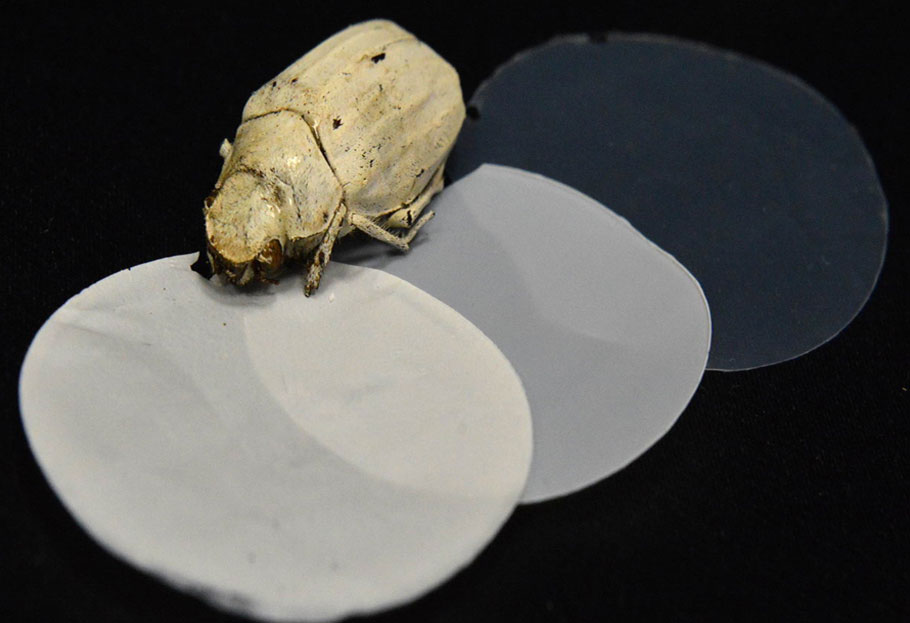 Cyphochilus甲虫比纸更白，这归功于超薄的鳞片可偏转所有颜色。  图片来源-Olimpia Onelli