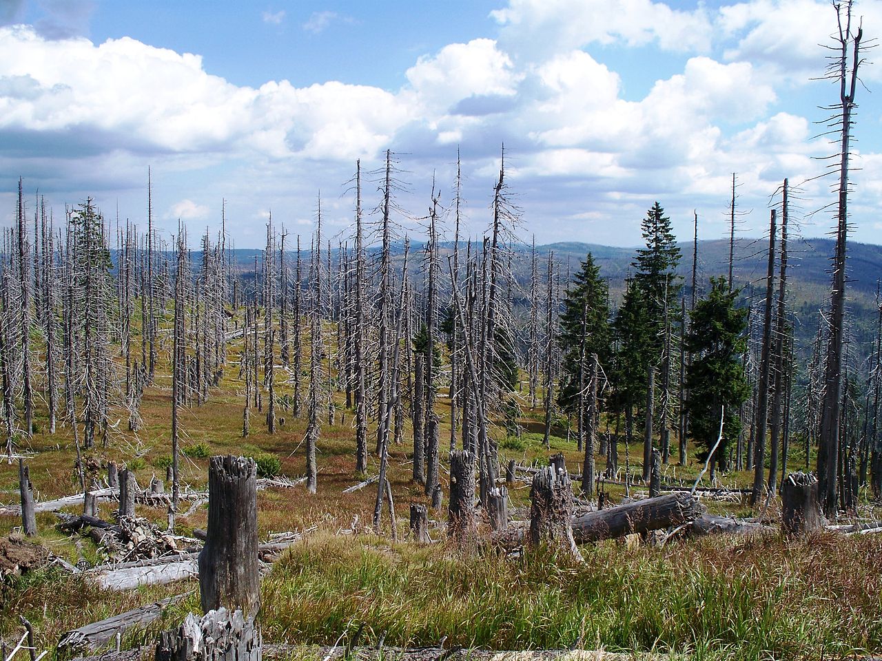 森林枯死可以打开防护棚。 当更多的光线进入时，森林会屈服于干旱和疾病。 图片来源-高对比度/维基媒体，根据CC BY 3.0 DE授权