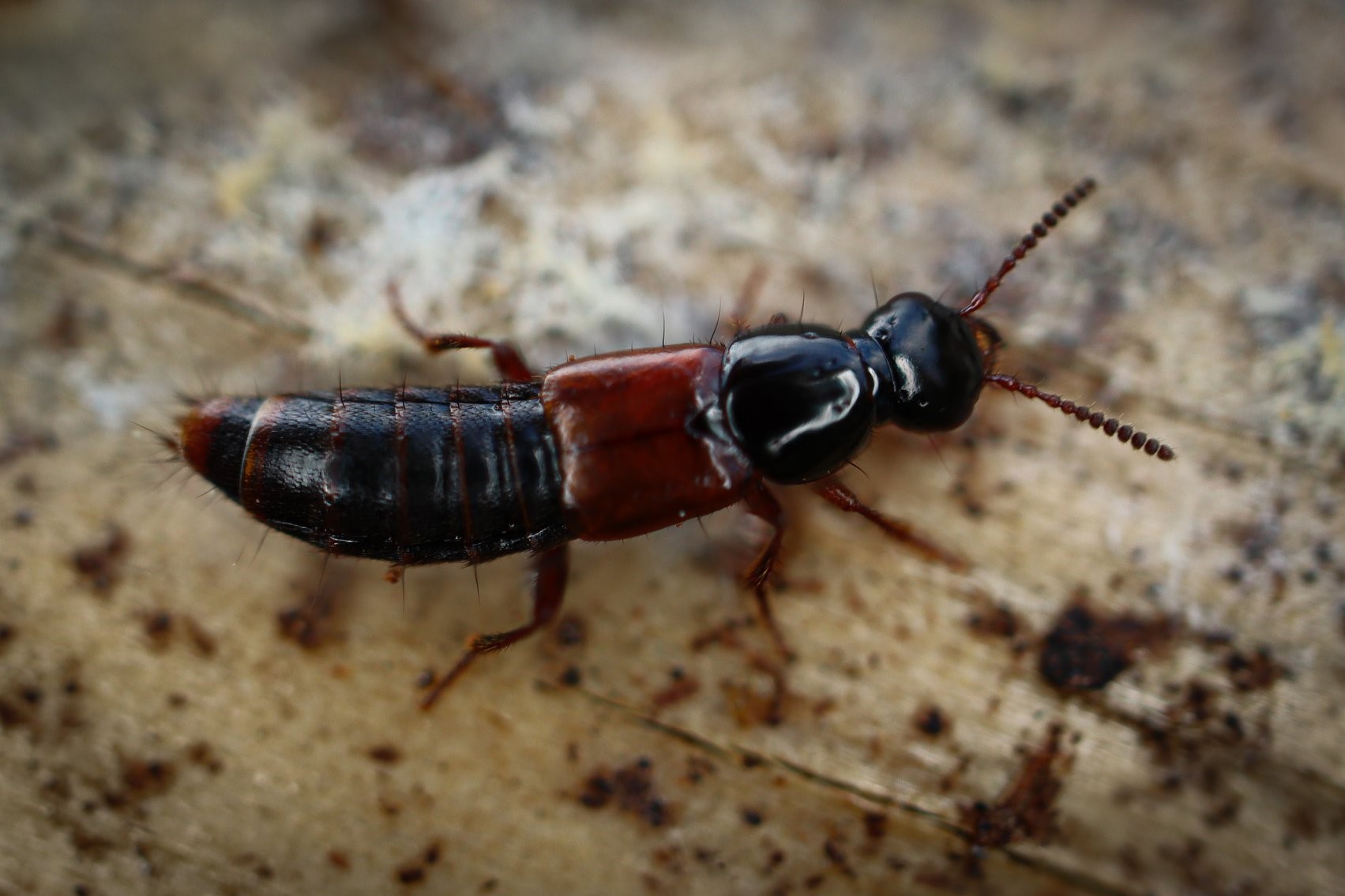 There are 47,000 described ground beetle species that are found in many different habitats.  Photo credit - Aslak Kappel Hansen