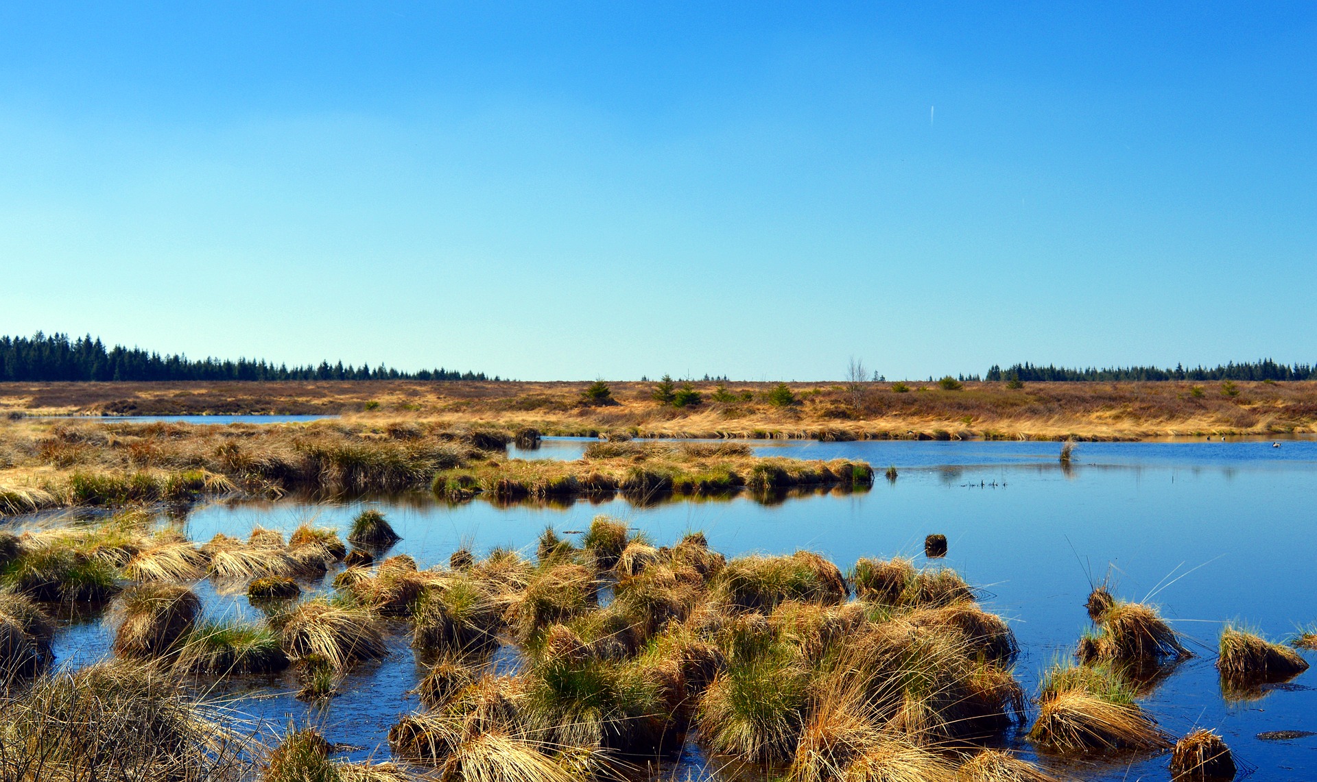 Why bogs may be key to fighting climate change - Horizon magazine