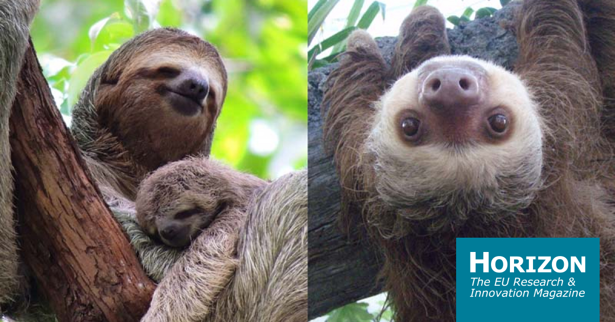 A three toed sloths diet